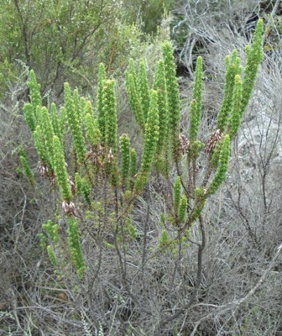 Erica coccinea subsp. coccinea bare stems